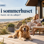 Hund i sommerhuset
